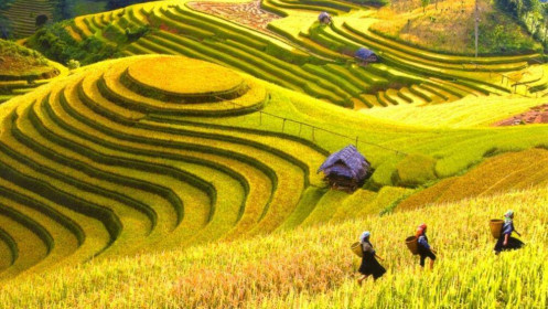 Mùa gặt đã đến?
