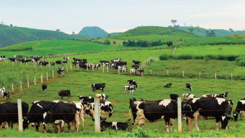 Lãnh đạo Vinamilk và GTNfoods nói gì sau thương vụ thâu tóm?