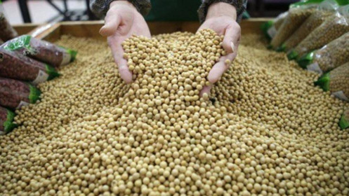Kỳ vọng Trung Quốc tăng mạnh nhập khẩu nông sản Mỹ giảm dần