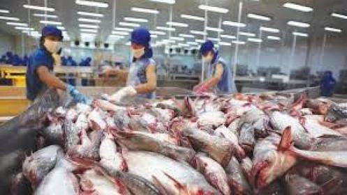 Thủy sản Hùng Vương sẽ giao lại đàn heo cho Thadi 'chăm sóc'