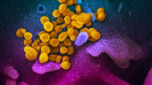 Phát hiện mới về virus corona, mở cơ hội cho vắcxin duy nhất