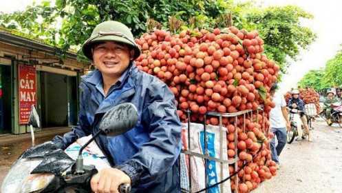 Nông dân trồng vải mong chờ ngày xuất khẩu sang Nhật Bản