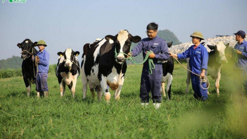Vinamilk và GTNFoods muốn mua 39.2 triệu cổ phiếu Mộc Châu Milk