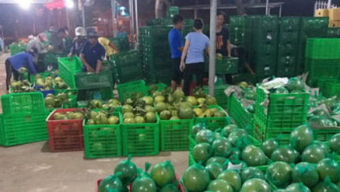 Bưởi Tết rớt giá