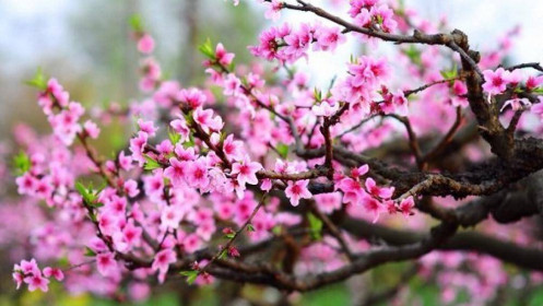 Phiên giao dịch ngày 2/2: Đã mua lại được cây quất, cây đào?