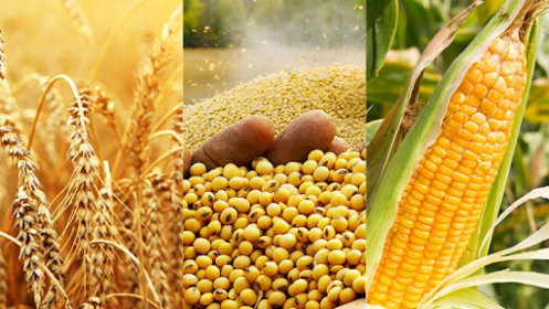 Thị trường hàng hóa 9/4: Lúa mỳ tăng mạnh, Ngô bùng nổ