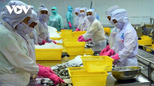 Xuất khẩu tôm Cà Mau có nhiều tín hiệu khả quan sau dịch