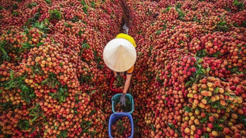 Vải thiều Lục Ngạn xuất khẩu sẽ giảm 30% do dịch bệnh