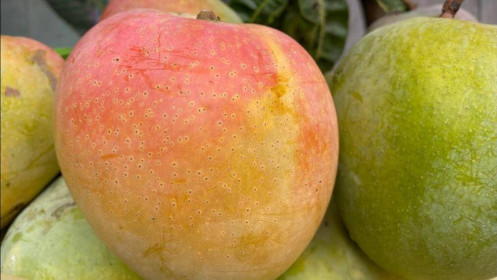 Xoài đỏ khổng lồ rớt giá thê thảm, 10.000 đồng/kg vẫn ế
