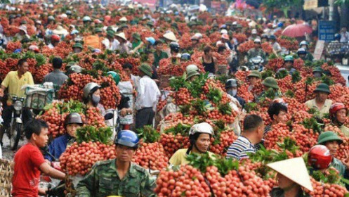 Vải thiều: Bắc Giang - Không để chuỗi sản xuất, tiêu thụ vải thiều đứt gãy