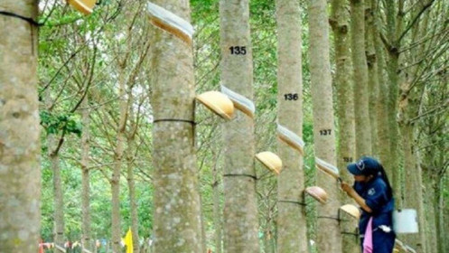 GVR Q1/2021: Mảng cao su hồi sinh, lợi nhuận tăng mạnh trong các quý tới