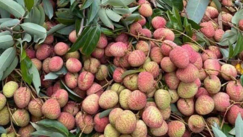 Vải đầu mùa bán tràn Hà Nội: Hút khách từ "chợ mạng", ven đường đến siêu thị