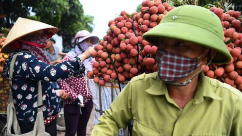 Sàn thương mại điện tử là sân chơi mới đầy khó khăn với nông sản