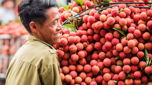 Công an điều tra việc tung tin vải Lục Ngạn bị ép giá 2.000 đồng/kg