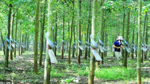 Cao su Đồng Phú đặt mục tiêu lãi hơn 2 lần, cổ tức tối thiểu 30%