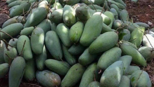 Nông sản rớt giá, nông dân miền Tây 'khóc thét' vì giá xoài, mít chỉ còn 2.000-3.000 đồng/kg
