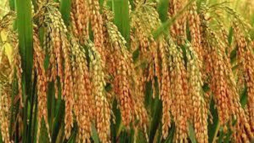 MCF đặt kế hoạch lãi trước thuế 2021 tăng nhẹ, tập trung kinh doanh nội địa