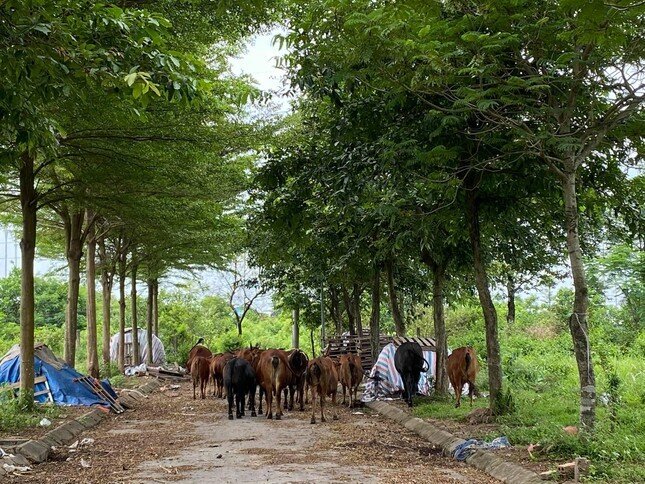 Nằm 'bất động' nhiều năm, đất Mê Linh bất ngờ được hà hơi đẩy giá