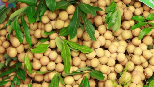 Thị trường Australia mong chờ nhãn tươi Việt Nam