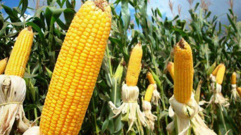 Phân tích mặt hàng Ngô 28/7: Lực bán bất ngờ áp đảo cuối phiên