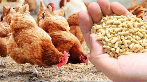 Choáng váng với giá thức ăn chăn nuôi tăng phi mã