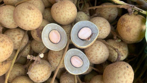 Nhãn Sông Mã rẻ hơn rau vẫn ế ẩm không có người mua