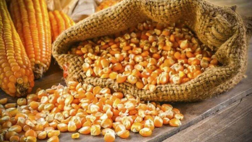 Phân tích ngô ngày 13/08/2021: Giá ngô tăng vọt sau báo cáo WASDE