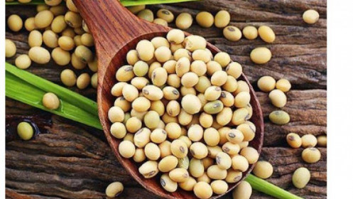 Xuất khẩu khô đậu nành của Brazil đạt mức nhất trong 17 năm