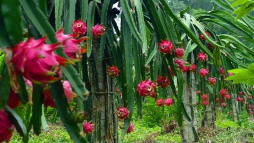 Sơn La xuất khẩu 10 tấn thanh long ruột đỏ sang thị trường Nga