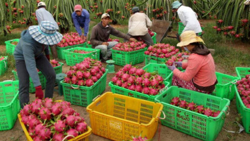 Làm nông nghiệp và sự lương thiện