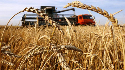 Nhà trắng yêu cầu phê duyệt 500 triệu đô la để nông dân trồng thêm lúa mì và trả các khoản vay trên thị trường