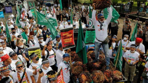 Nông dân Indonesia phản đối lệnh cấm xuất khẩu dầu cọ của chính phủ