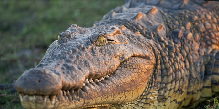 Những bài học đầu tư từ cá sấu. Cá sấu là một loài thích nghi rất tốt với môi trường xung quanh chúng  ...