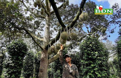 Chuyện lạ Đắk Nông, 36 cây sầu riêng thu 500 triệu đồng