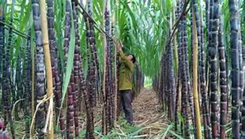 Diện tích mía đường Việt Nam tiếp tục sụt giảm mạnh