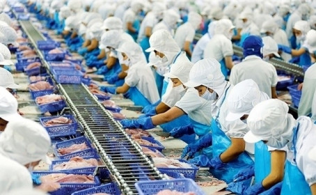 Thủy sản quý III: Vua cá, vua tôm đều gặp khó