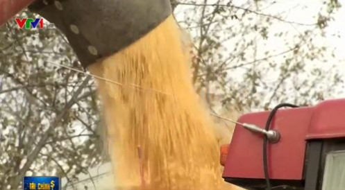 Nông dân Mỹ điêu đứng vì chiến tranh thương mại