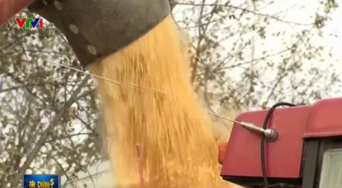Nông dân Mỹ điêu đứng vì chiến tranh thương mại