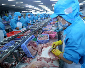 Cá tra xuất khẩu sang Malaysia tăng đột biến