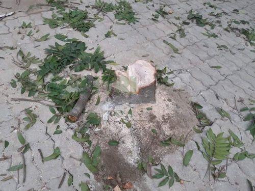 Hà Nội: Truy tìm các đối tượng chặt hạ cây xanh trong đêm