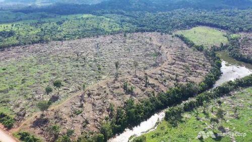 Cơn thèm ăn của người Trung Quốc đang giết chết lá phổi xanh của thế giới - Amazon?