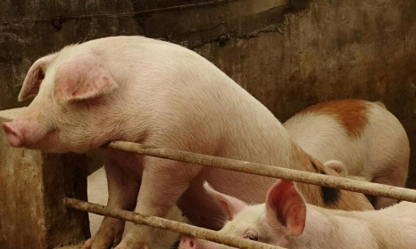 Mỹ "soi" xuất khẩu thịt lợn sang Trung Quốc