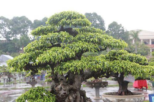Cây sanh cổ của nghệ nhân Hà Nội được trả 6 tỷ đồng mà chủ nhân vẫn chưa muốn bán