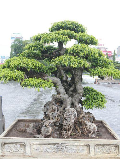Cây sanh cổ của nghệ nhân Hà Nội được trả 6 tỷ đồng mà chủ nhân vẫn chưa muốn bán