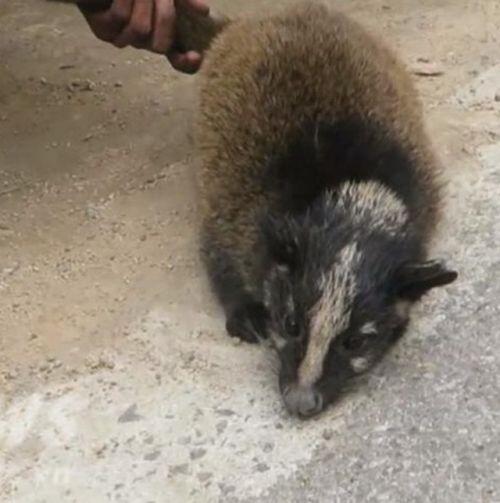 Cuối năm 1 con rùa to "khổ sở" vì bị bày bán công khai trên phố