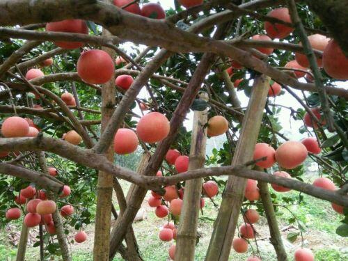 Bưởi tiến Vua đỏ chót, dân Hà Nội "lùng sục" đặt mua trước Tết cả tháng