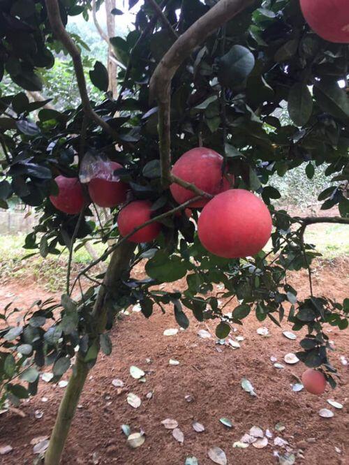 Bưởi tiến Vua đỏ chót, dân Hà Nội "lùng sục" đặt mua trước Tết cả tháng
