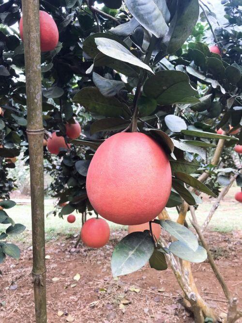 Bưởi tiến Vua đỏ chót, dân Hà Nội "lùng sục" đặt mua trước Tết cả tháng