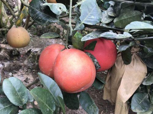 Bưởi tiến Vua đỏ chót, dân Hà Nội "lùng sục" đặt mua trước Tết cả tháng