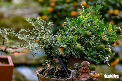Quất 'thăng tiến' độc lạ giá vài chục triệu hút khách chơi Tết Hà Nội